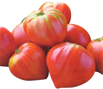 Tomate Coeur de Boeuf Greffée Tuteur + Clip