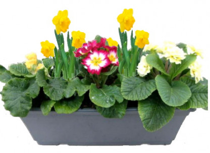 EXJA/Jardi 2 jacinthes ,3 primev 40CM (1)