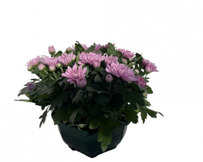 MULTI/ cpe Chrysanthèmes d23