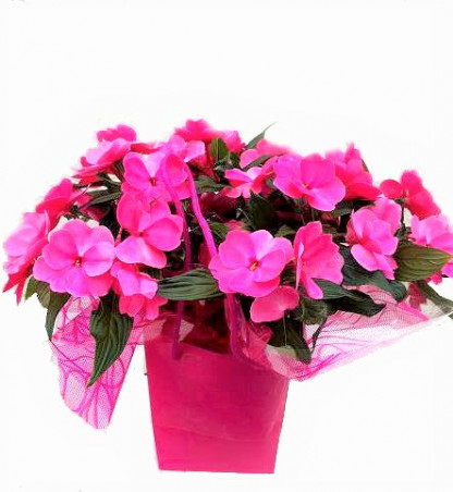 Impatiens NG Corolle+sac déco
