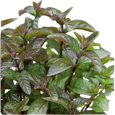 Menthe Chocolat