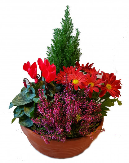 TER EX20- Cpe Ter Lob 4 plantes