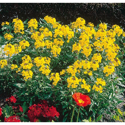 Cheiranthus Erysimum Allionii Jaune