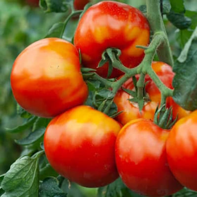Tomate Dona