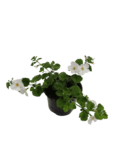 Bacopa Blanc ou Bleu
