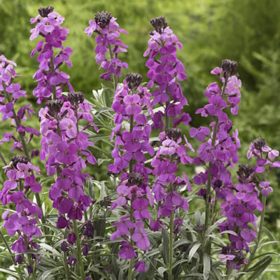 Cheiranthus Erysimum Linifolium Lavande