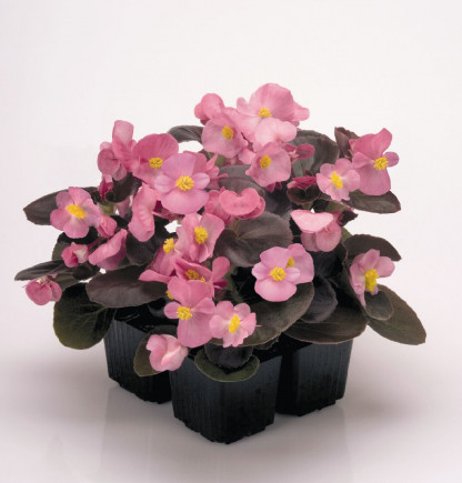Bégonia Rose FF Nighlife