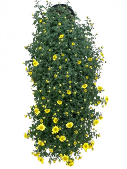 Multifleurs Cascade