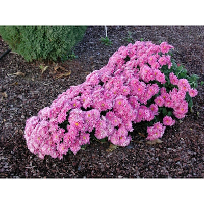 Cascade Rose