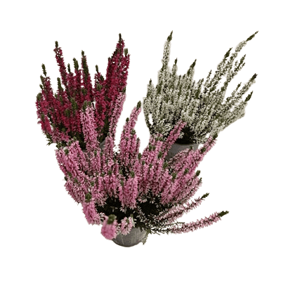 Bruyère Calluna Beauty