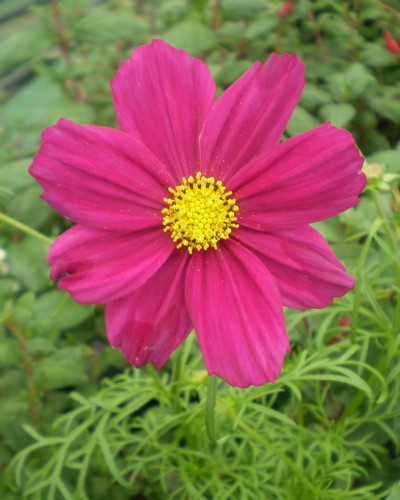 Cosmos Sonata Rouge Carmin