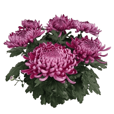 Coupe Grosses Fleurs 6/7T