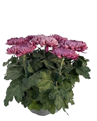 Coupe Grosses Fleurs 6/7T Violet