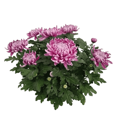Coupe Grosse Fleurs 8/9T Uni
