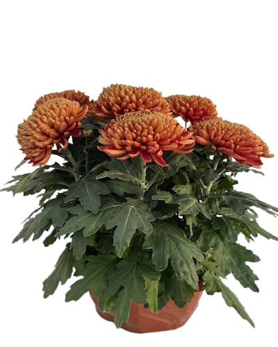 Coupe Grosse Fleurs 8/9T Cuivre