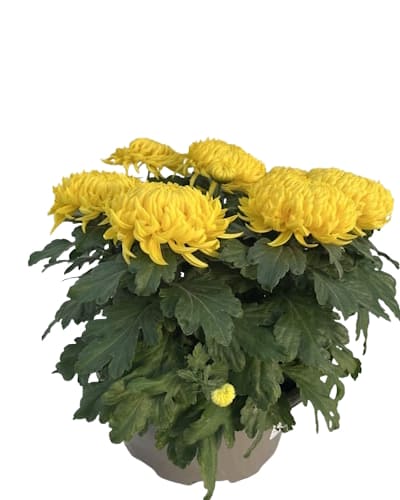 Coupe Grosse Fleurs 8/9T Jaune