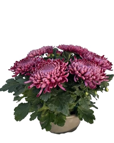 Coupe Grosse Fleurs 8/9T Rouge
