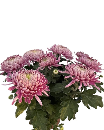 Coupe Grosse Fleurs 8/9T Violet