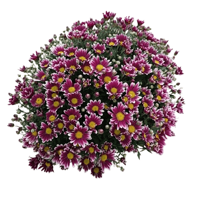 Cpe de Multifleurs Uni D27