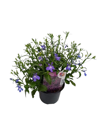 Lobélia Pendula Bleu