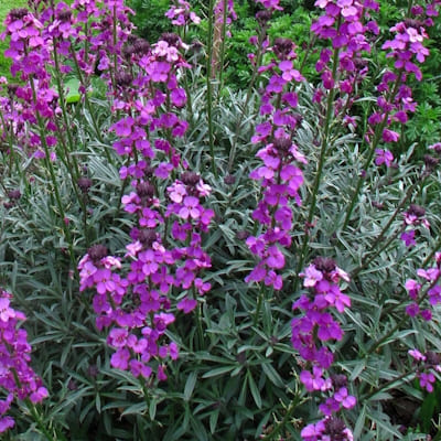 Cheiranthus Erysimum Linifolium Lilac
