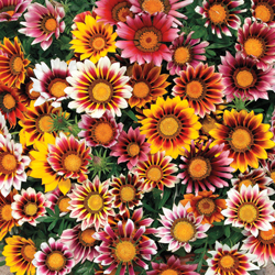 Gazania feuille verte