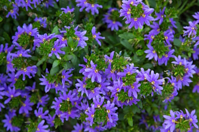 Scaevola Bleu