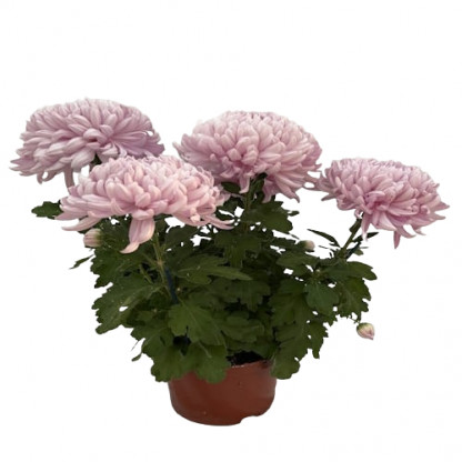 Grosses Fleurs 4/5T Rose
