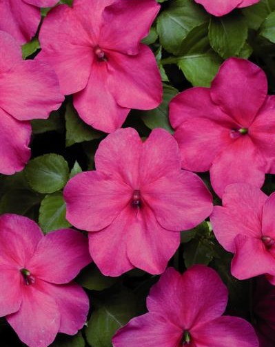 Impa. Accent Pink Rose