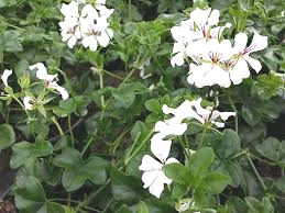 Lierre Simple Blanc