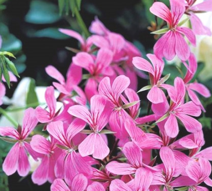 Lierre Simple Lilas