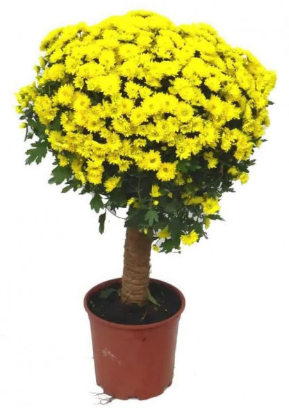 Multifleurs Tige 40/60 cm Jaune