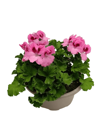 Coupe Pélargonium Grandiflorum