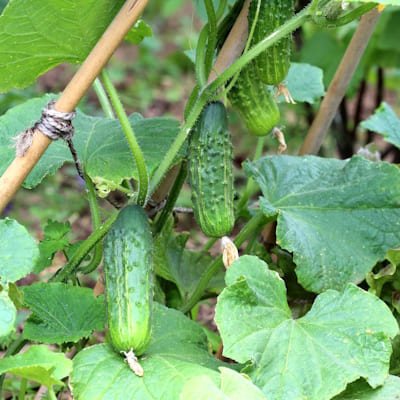 Cornichon Regal F1