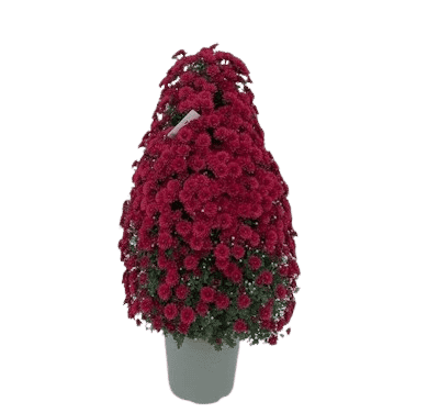 Multifleurs Colonne Rouge