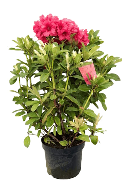 Rhododendron 30/40