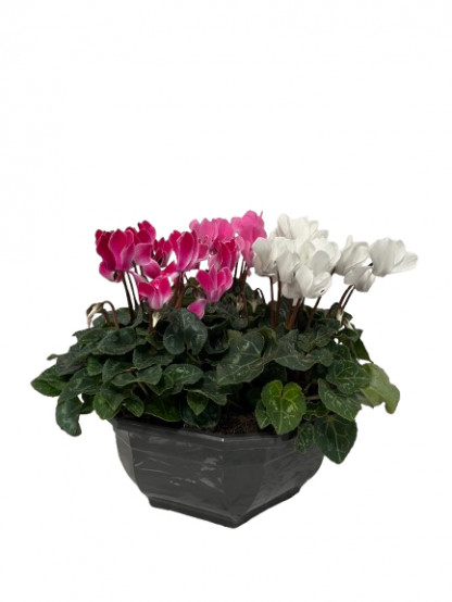 CM30/ Coupe x3 Mini Cyclamens