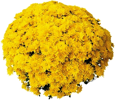 Multifleurs 25x25 Polco Jaune