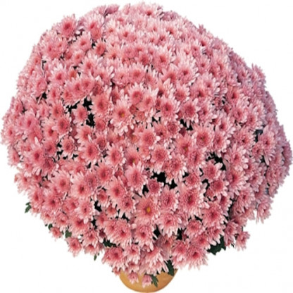Multifleurs 30x30 Yahou Rose