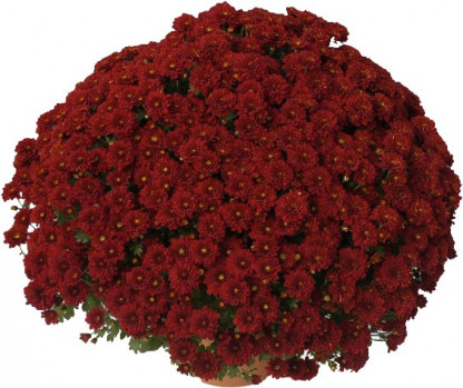 Multifleurs 50x50 Lilou Rouge