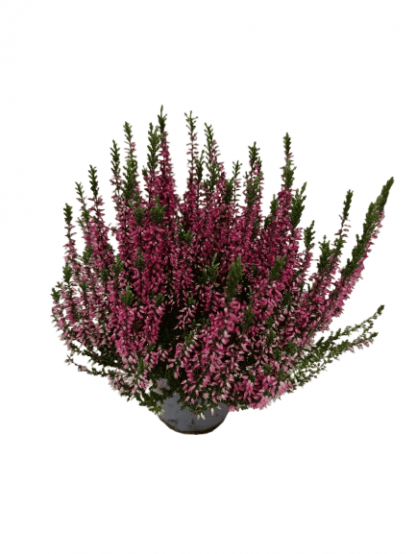 Bruyère Calluna Garden Girl Rose