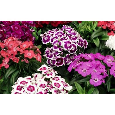 Oeillet Barbatus Barbarini Mix