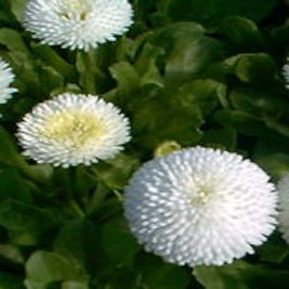 Pâquerette Pomponnette Blanc