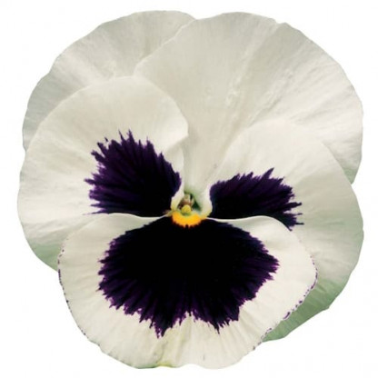 Pensée Delta White with blotch