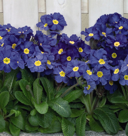 Prim. Eliator Crescendo /Stieletto Bleu
