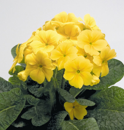 Prim. Eliator Crescendo/Stieletto Jaune
