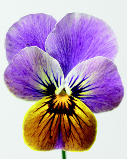 V. Cornuta Rocky Rose Tiger