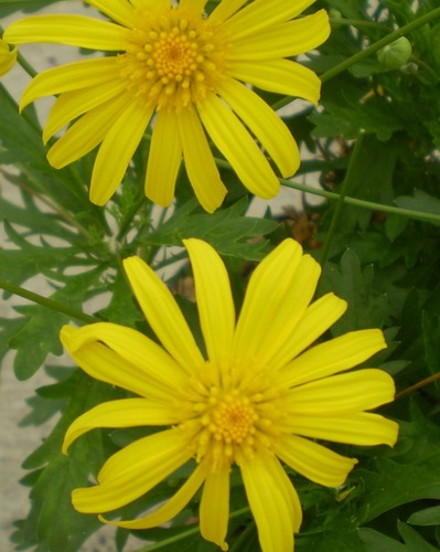 Anthémis Euryops Soleil jaune