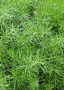 Asparagus Sprengerii Port Retombant