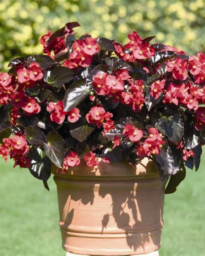 Bégonia Benariensis Big Rouge FF